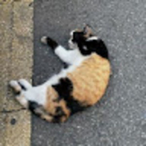 Meet your Posher, Wei jin